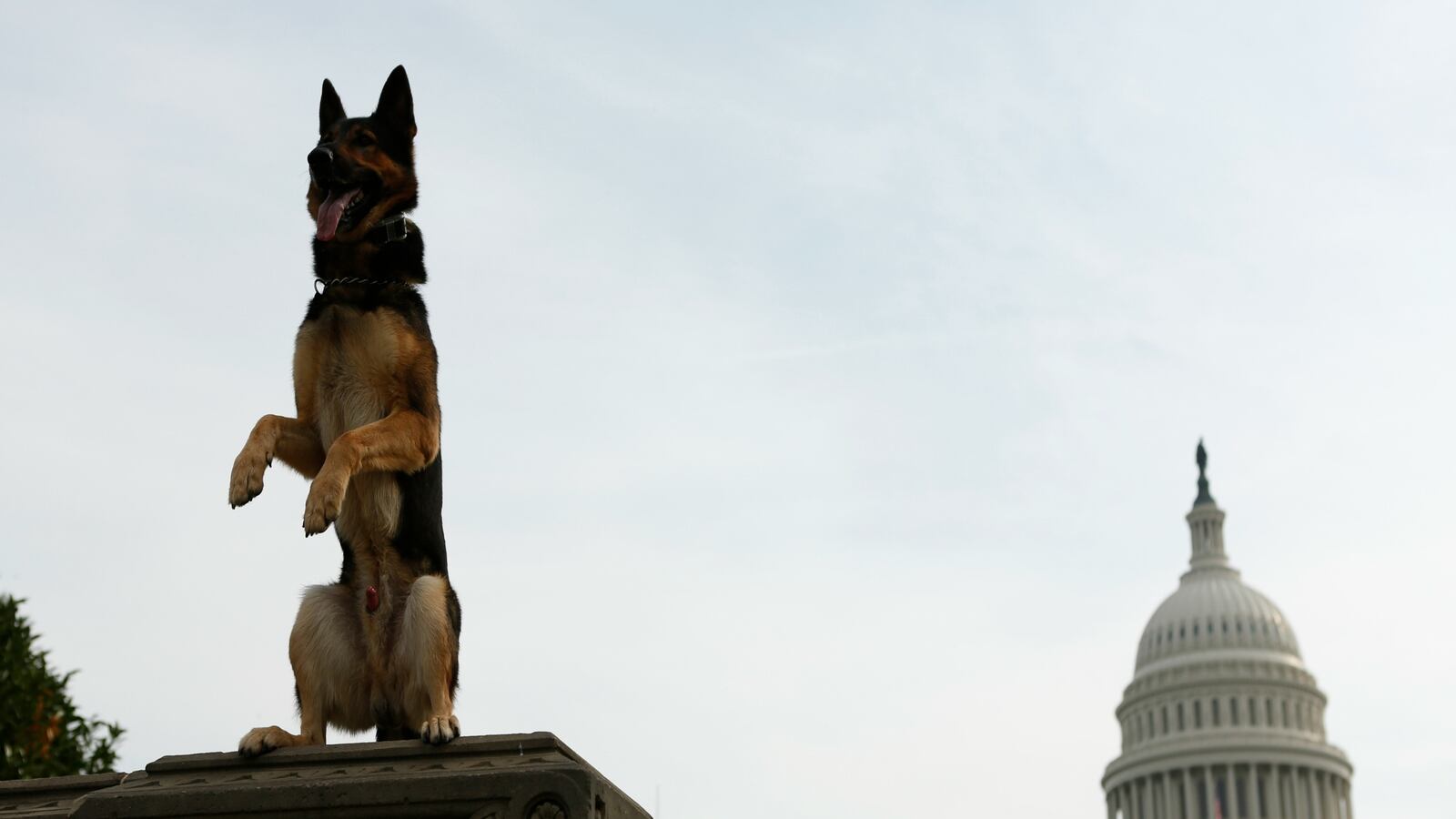 cheats/2016/06/11/police-dog-dies-in-hot-patrol-car-in-ga/160611-police-k9-car-cheat_pncye3