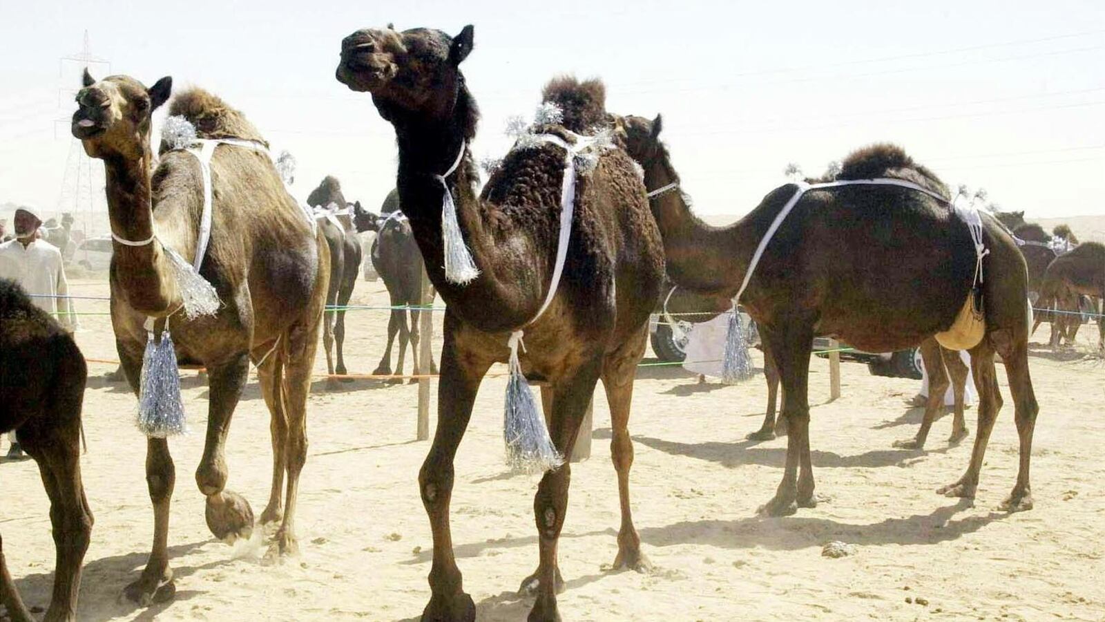 2002-02-23T120000Z_1683706620_RP3DRHYVURAA_RTRMADP_3_CAMEL-BEAUTY-MAR-5-DBI03_ayof71