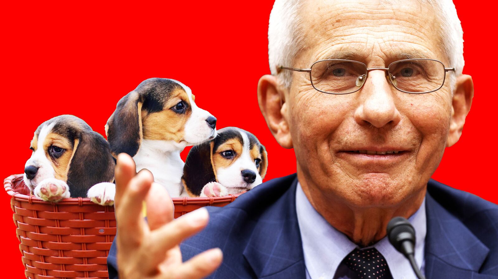 Beaglegate Factcheck ‘Fauci Kills Puppies’: Memoir Details Forgotten Fake ‘Beaglegate’ Scandal