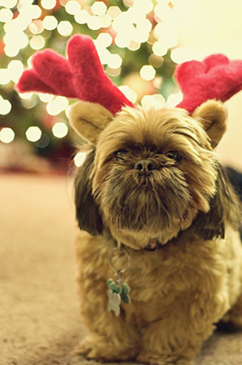 galleries/2010/12/22/reindogs/reindogs-7_cvnqvj