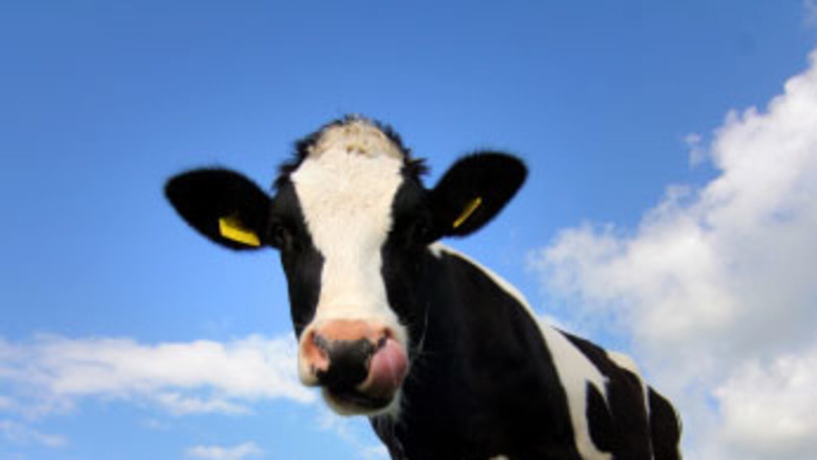 cheats/2009/06/04/cow-burps-get-eco-friendly/cow_hfsjiz