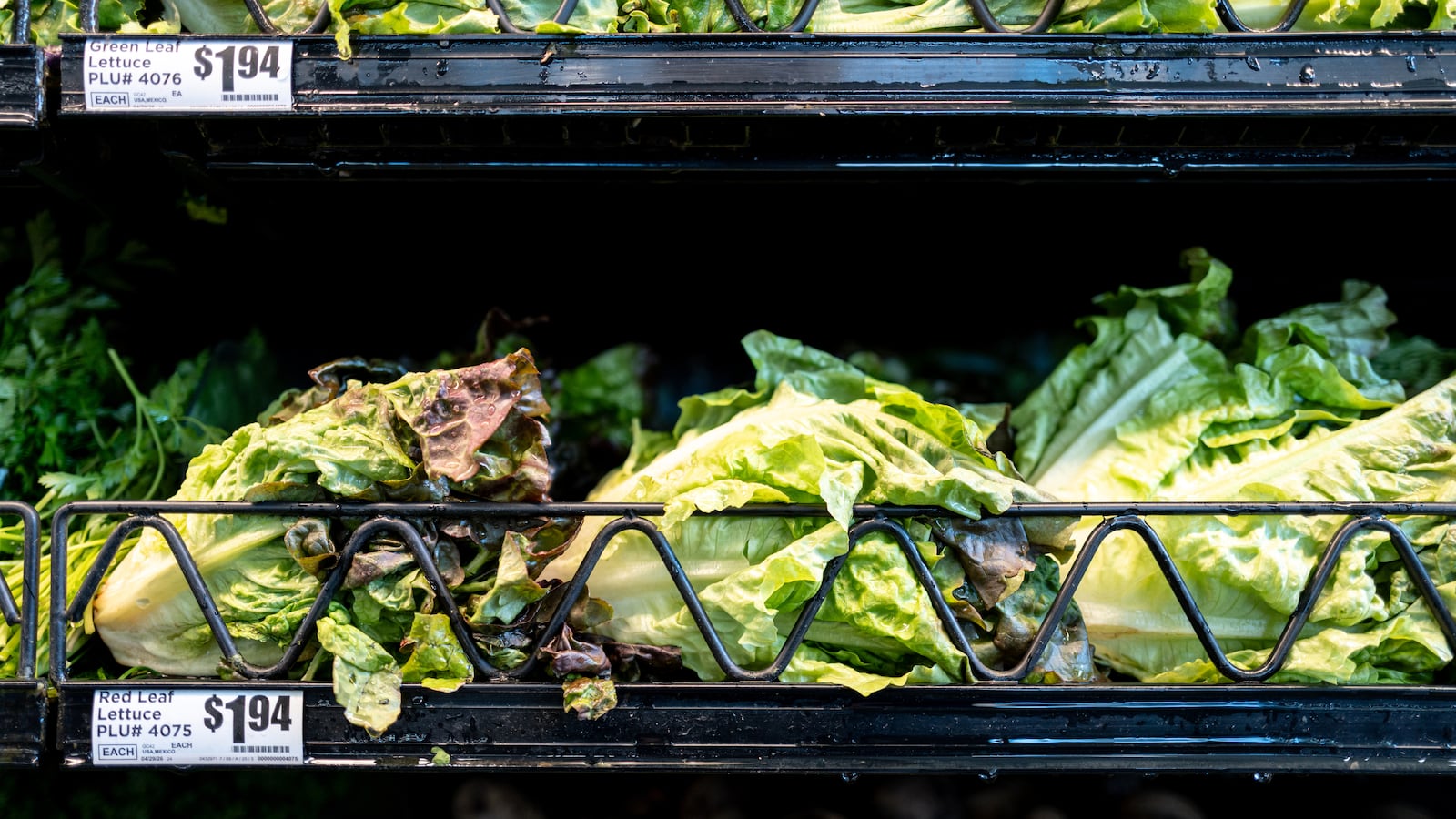 Lettuce