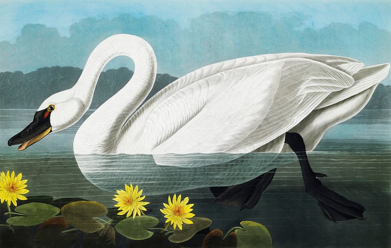 galleries/2012/01/15/christie-s-auctions-audubon-s-birds-of-america-priciest-book-ever/audubon-gal-swan-cat-cover_zx9pw1