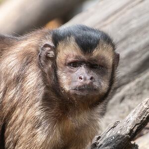 A Black-Capped Capuchin (Cebus Apella) looks on at Willowbank Wildlife Reserve