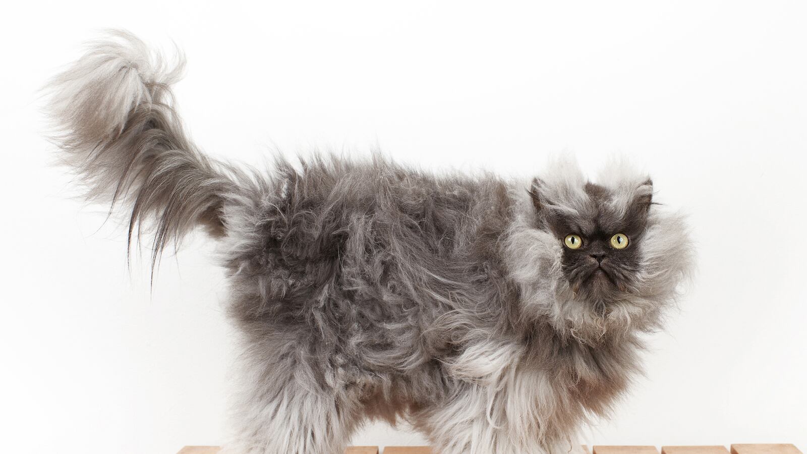 articles/2013/12/18/the-top-13-guinness-world-records-of-2013-kim-kardashian-breaking-bad-colonel-meow-more/131218-world-record-tease_ri8q6q