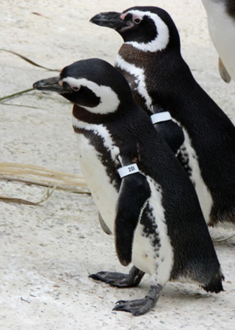 galleries/2011/01/14/celebrity-zoo-animals/celeb-zoo-animals---gay-penguins_prqdhw