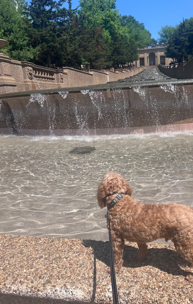 The fountain, as seen in May by a Daily Beast reporter and her dog, whose color the fountain would later adopt.