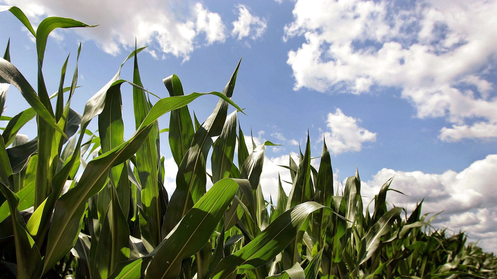 cheats/2013/11/12/corn-based-ethanol-hurts-environment/131112-corn-based-ethanol_daxyqh