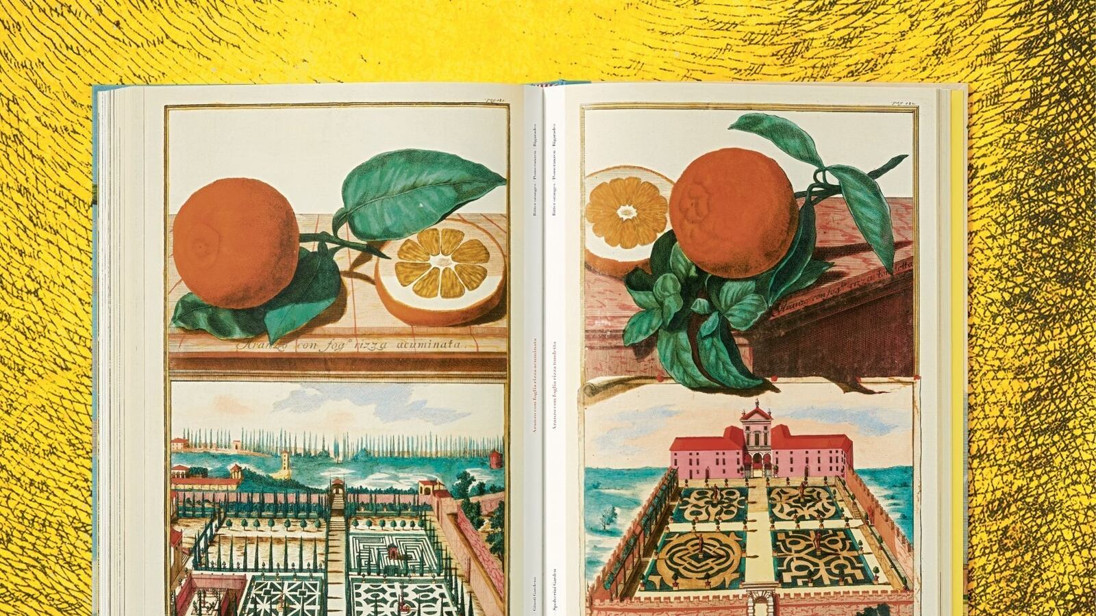 12_volkamer_citrus_fruits_xl_int_open002_308_309_x_01114_2012031936_id_1336848_iubexv