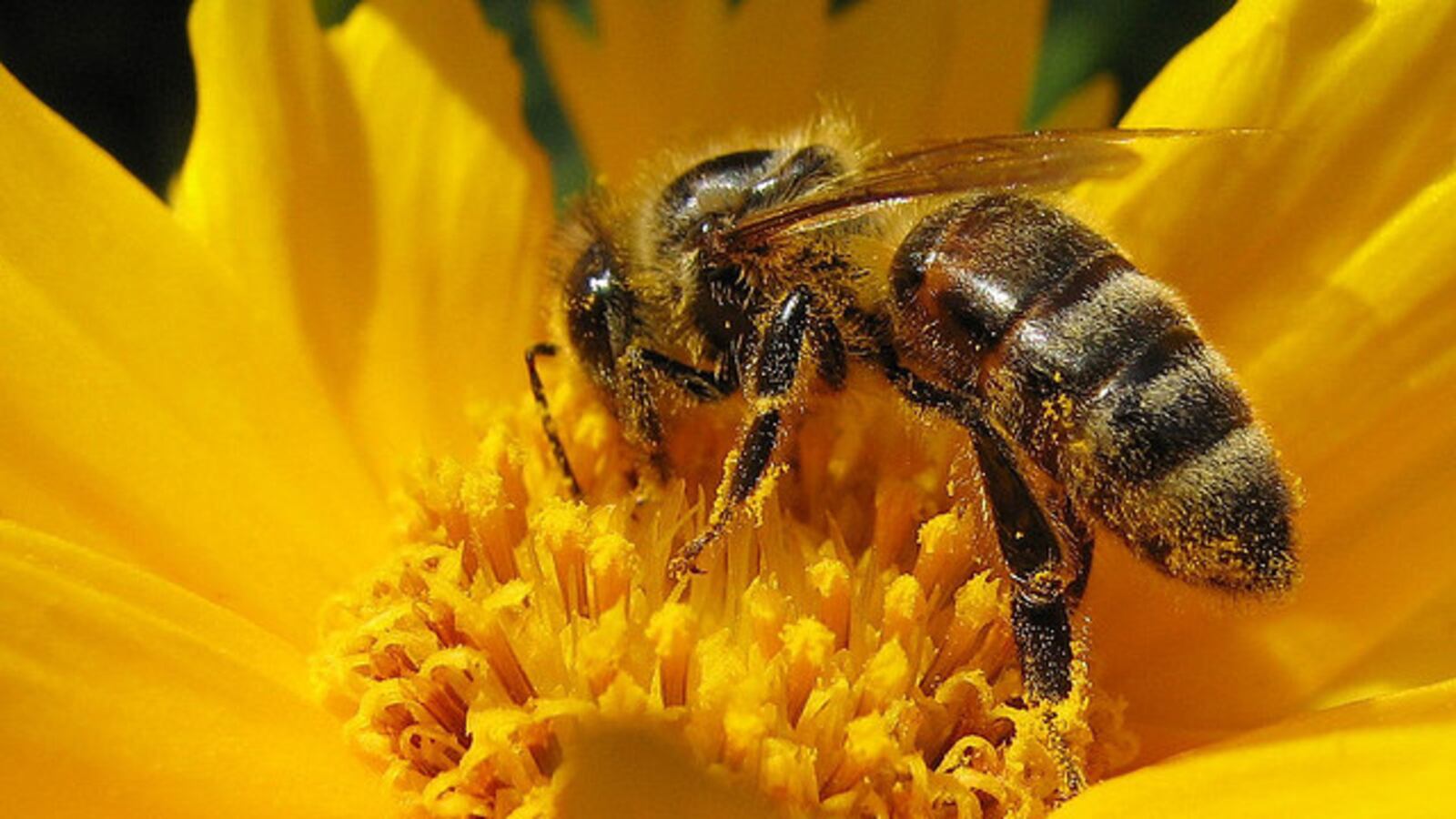 articles/2013/05/20/cool-idea-using-bees-to-find-land-mines/cool-idea-using-bees-to-find-land-mines-image_ntciwz