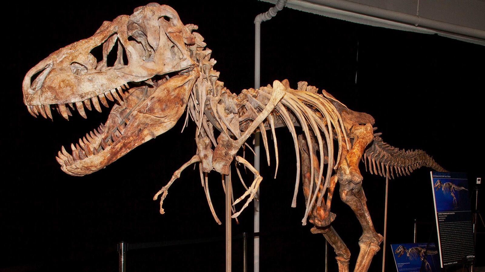 cheats/2012/12/27/man-admits-to-smuggling-dinosaurs/smuggled-t-rex-cheat_a7ushp