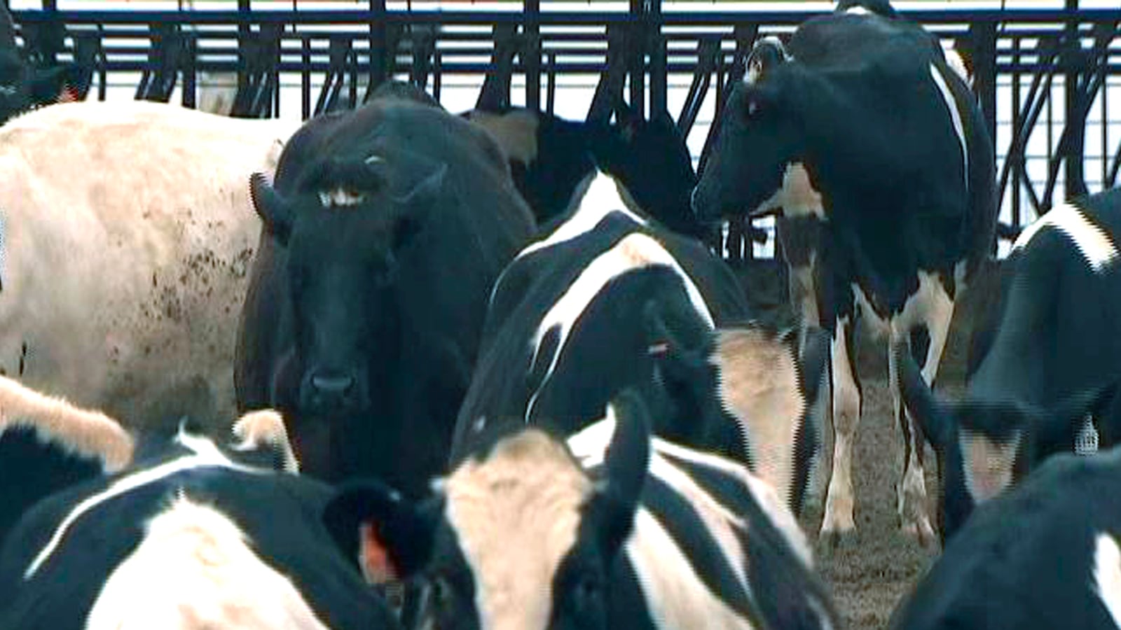 articles/2015/08/10/is-mad-cow-rearing-its-ugly-head-again-italian-deaths-raise-alarms/150810-barbie-mad-cow-tease_mdsdyx