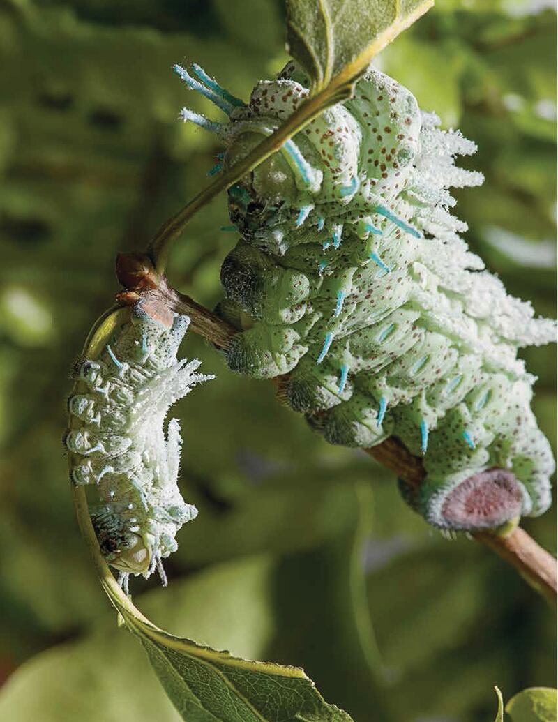 galleries/2015/10/25/scenes-from-nature-s-cruelest-puberty-rupert-soskin-s-metamorphosis/151006-metamorphosis-04_htnopp