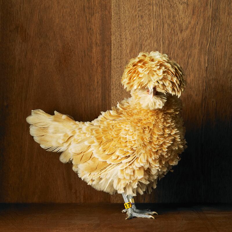 galleries/2013/04/30/the-weirdest-chickens-you-ve-never-seen/130430-chickens-07_uzbi0y