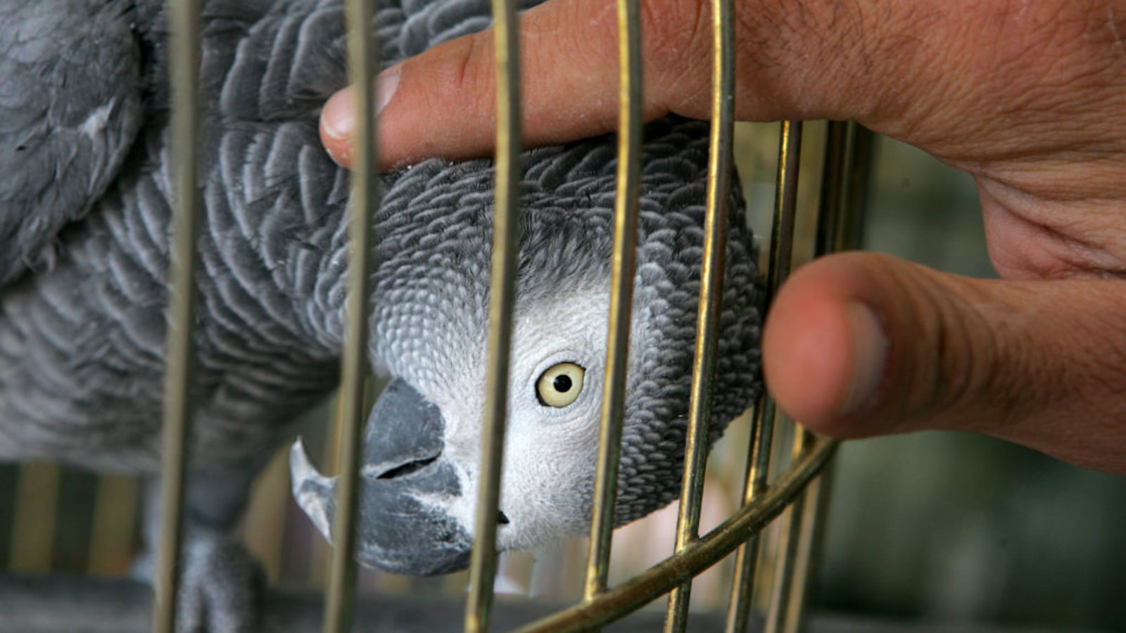 GettyImages-56014578_z15epp