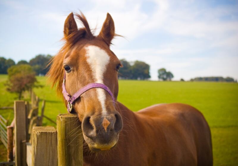 galleries/2010/11/09/which-pets-live-the-longest/pets---horse_ph8aln