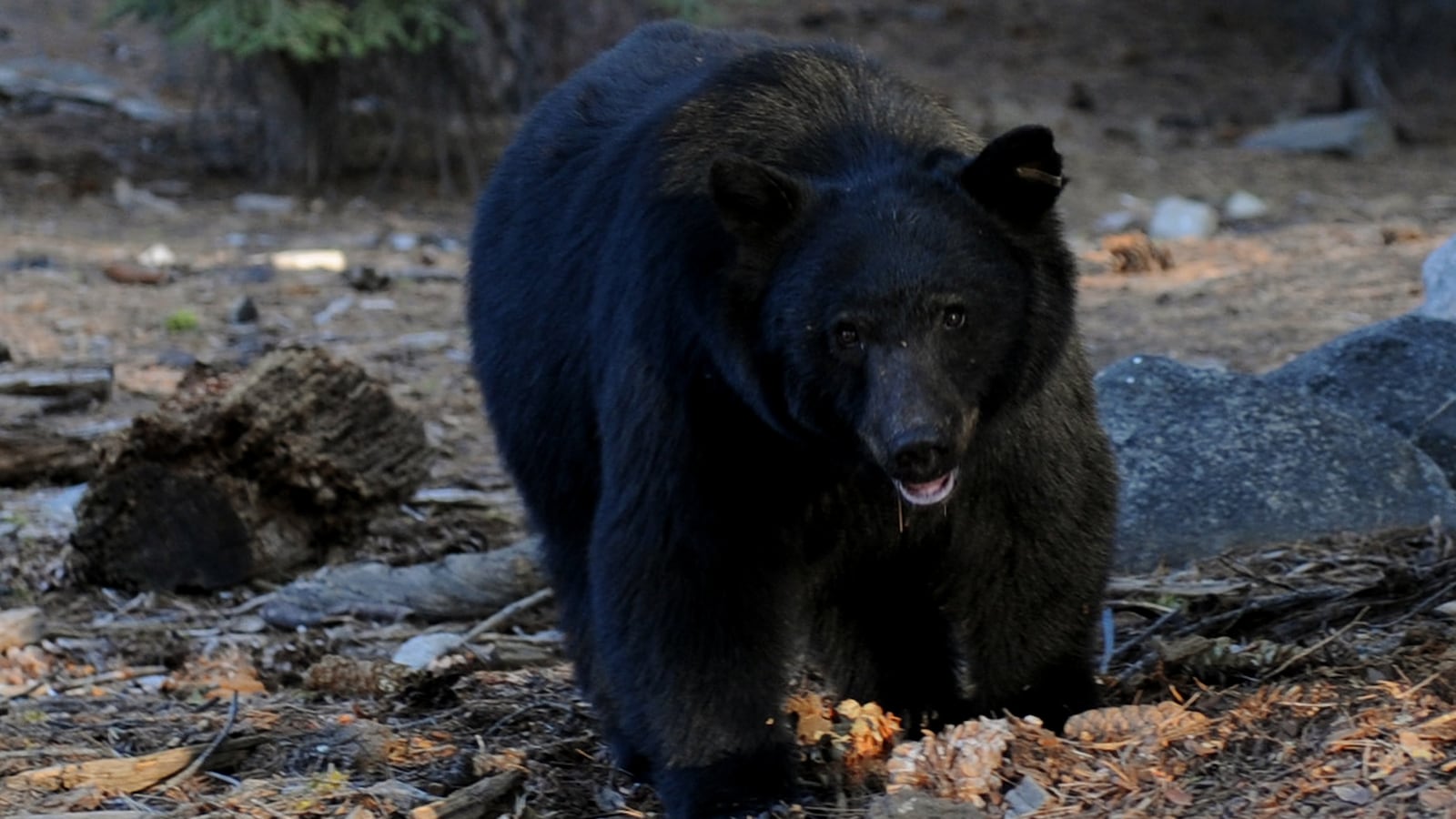 GettyImages-91885672_u4bald