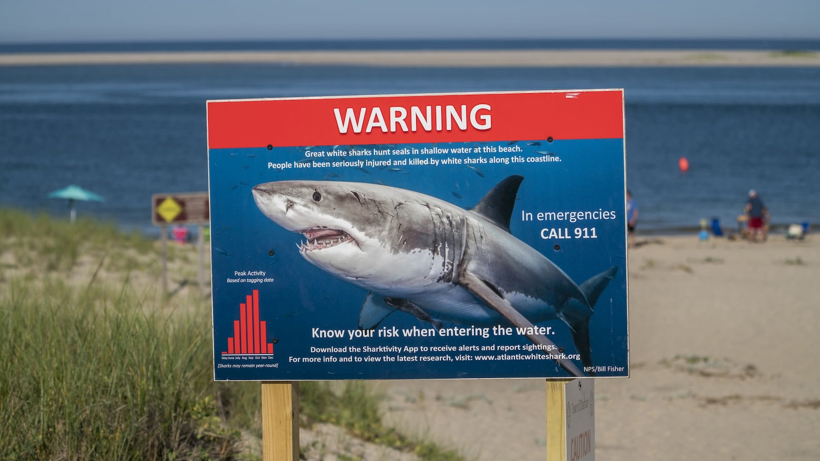 Beachgoers swim near a sign warning of nearby great white sharks.