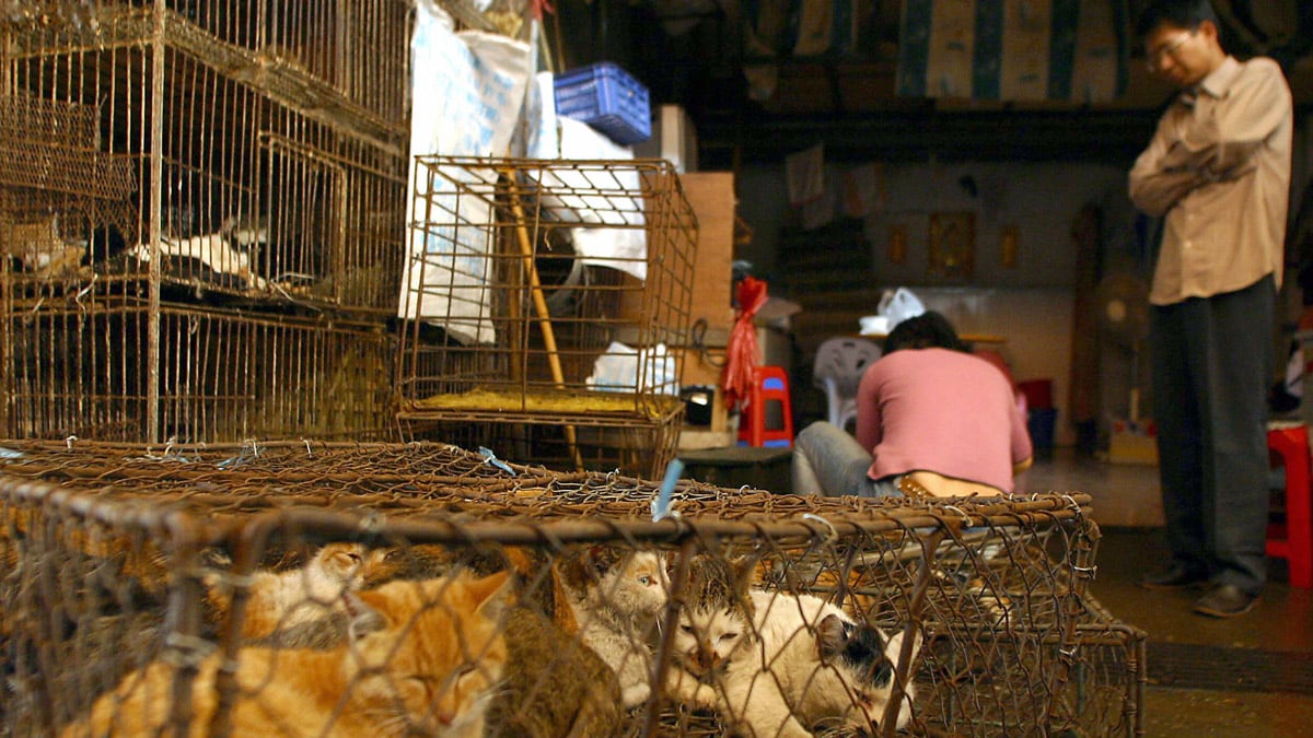 articles/2012/01/05/poisoning-of-ceo-in-cat-stew-stirs-outrage-among-rights-activists/chinese-cat-stew-levin_ynqvrb