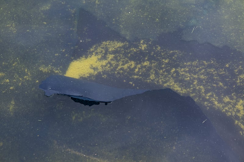 Paint peels from the bottom of the Lincoln Memorial Reflecting Pool after recent renovations following a directive from U.S. President Donald Trump to paint it blue ahead of the 250th anniversary of U.S. Independence, in Washington, D.C., U.S., June 18, 2026. REUTERS/Annabelle Gordon