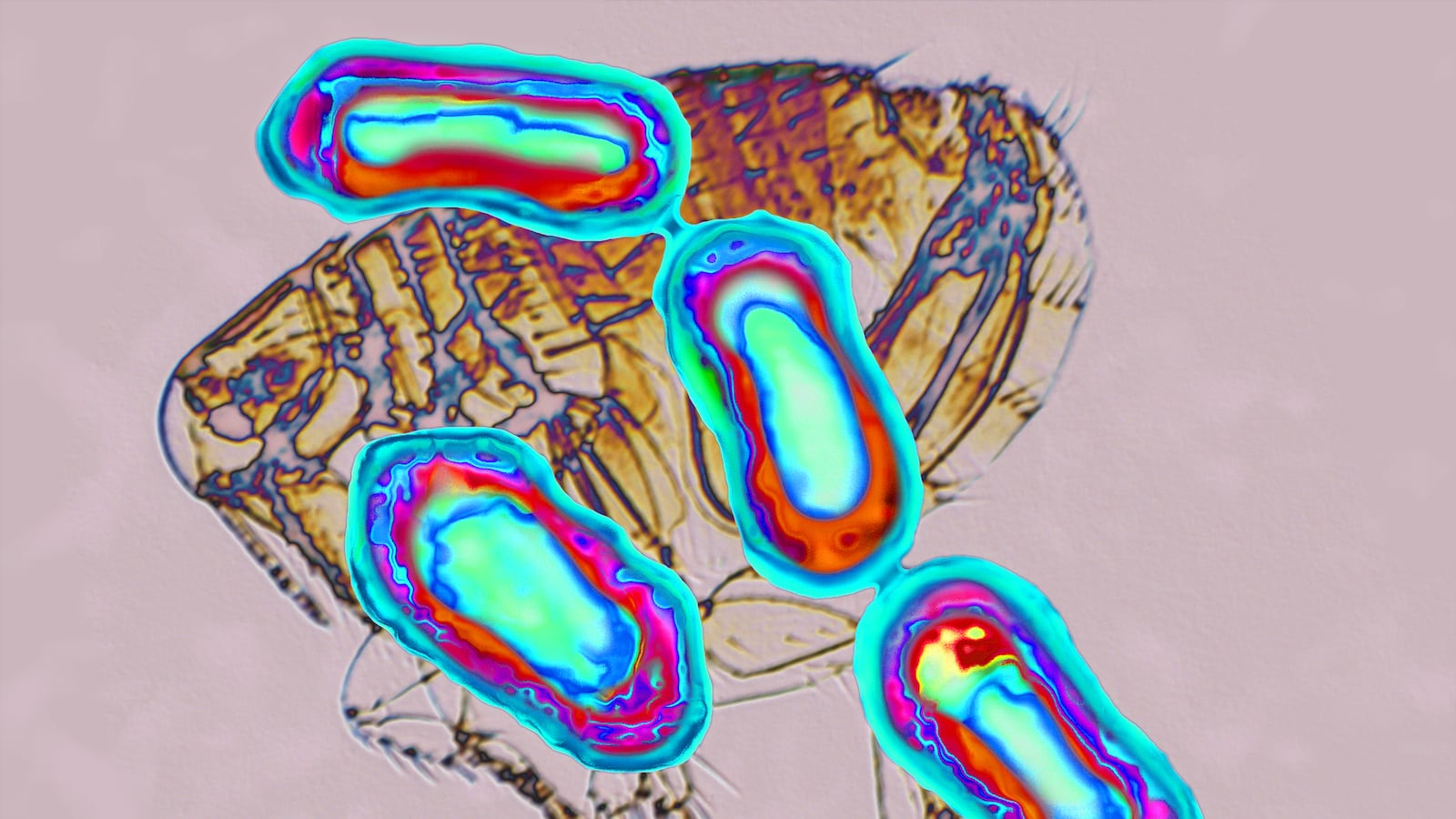 articles/2014/11/27/bubonic-plague-is-back-but-it-never-really-left/141126-sepkowitz-madagascar-tease_ahr3rx