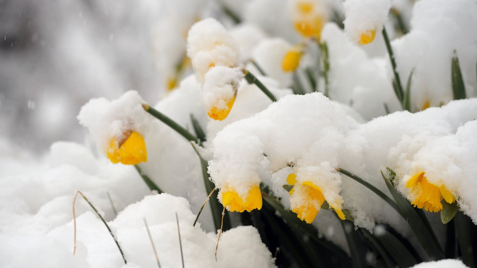 cheats/2014/03/21/winter-isn-t-over-east-coasters/140321-snow-cheat_pxq1wa