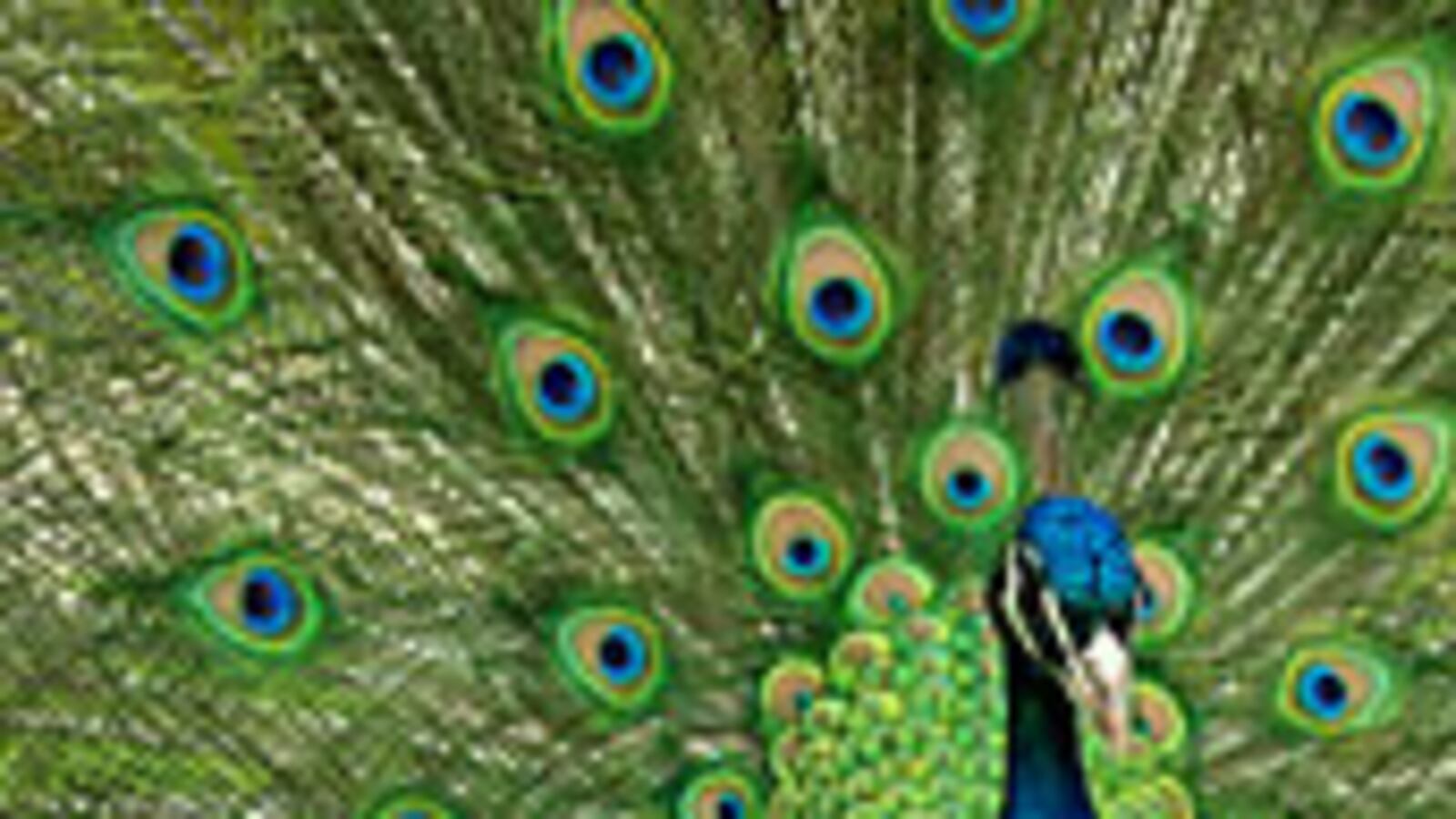 articles/2009/02/24/flannery-feathers-her-nest/gooch-flannery-excerpt_15566_d6zgff