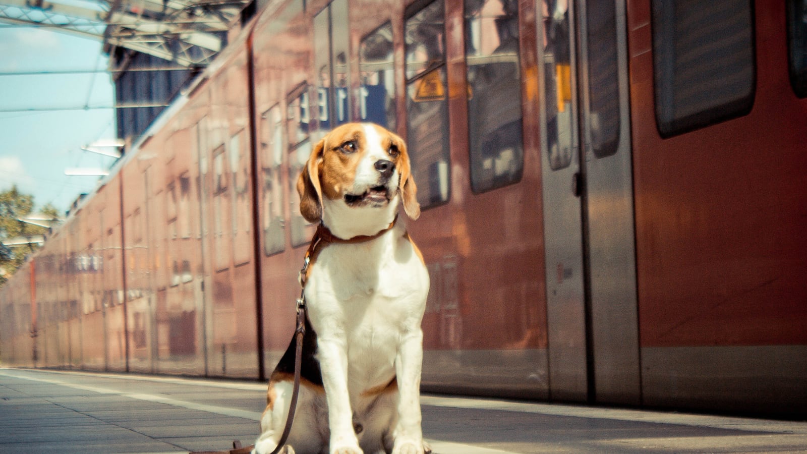 articles/2013/08/31/dogs-on-amtrak-yay-or-nay-take-our-poll/130829-pets-on-trains-poll-tease_etswiy