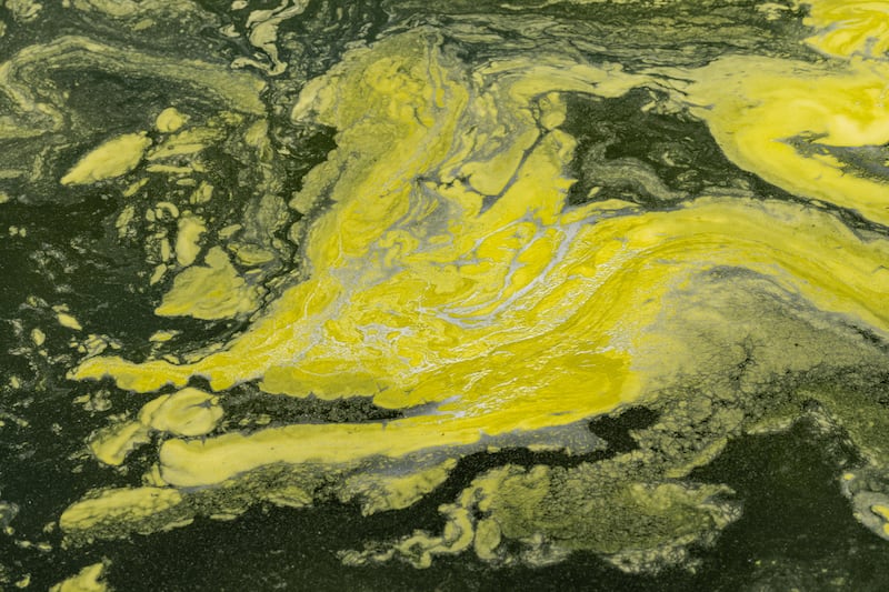 Algae floats in the Lincoln Memorial Reflecting Pool