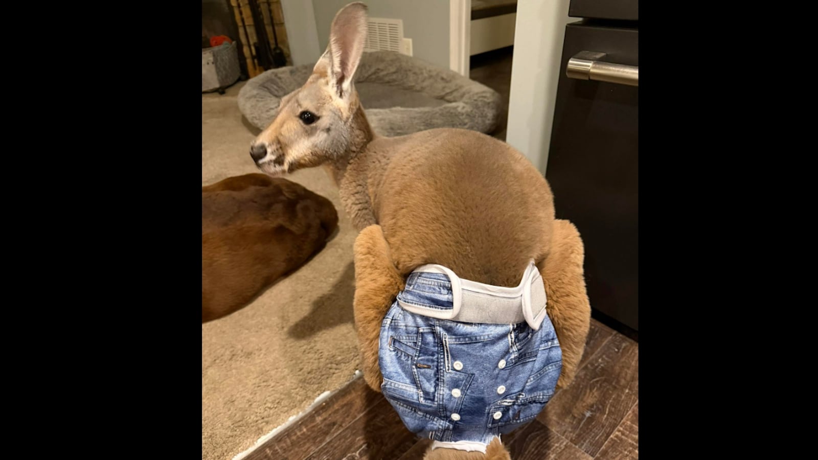 Chesney the kangaroo is missing in Wisconsin.