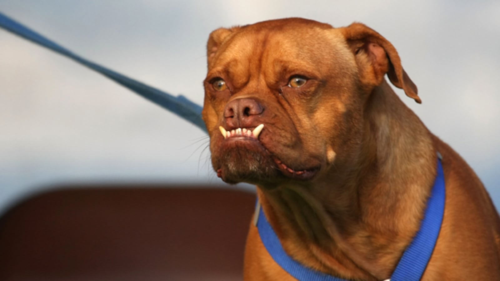 galleries/2009/06/28/worst-in-show-the-best-of-the-world-s-ugliest-dog-contest/ugly-dogs-08_gjfeh2