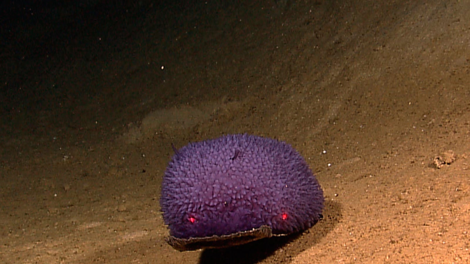 galleries/2010/08/26/cool-underwater-creatures/undewater-creatures-4_ov2yxw
