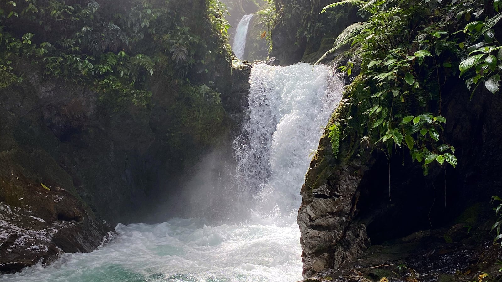 210604-oconnor-rainforest-tease_vfuc6l