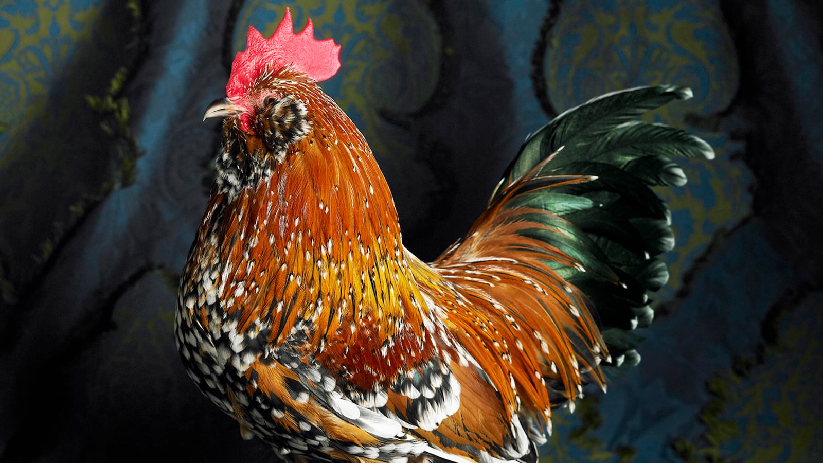 galleries/2013/04/30/the-weirdest-chickens-you-ve-never-seen/130430-chickens-tease_qq1yvd