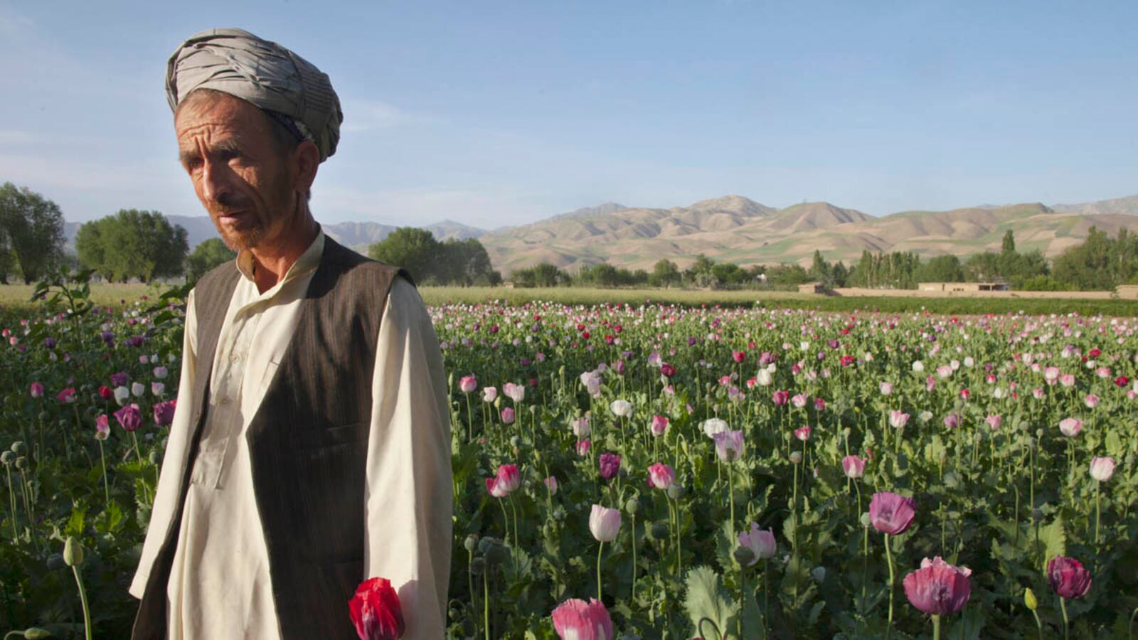 cheats/2011/10/11/afghan-opium-production-on-the-rise/poppy-fields-afghanistan-cs_wbfwkj