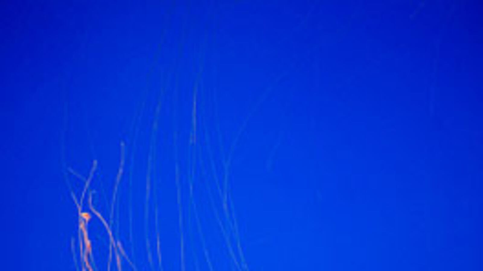 cheats/2008/10/08/jellyfish-under-the-skin/jellyfish-1008_ig7w8s