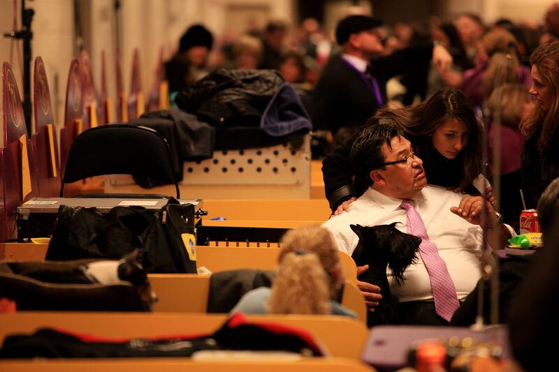 galleries/2014/02/12/westminster-parade-of-purebreds-photos/westminster-gal-08_luzpcf