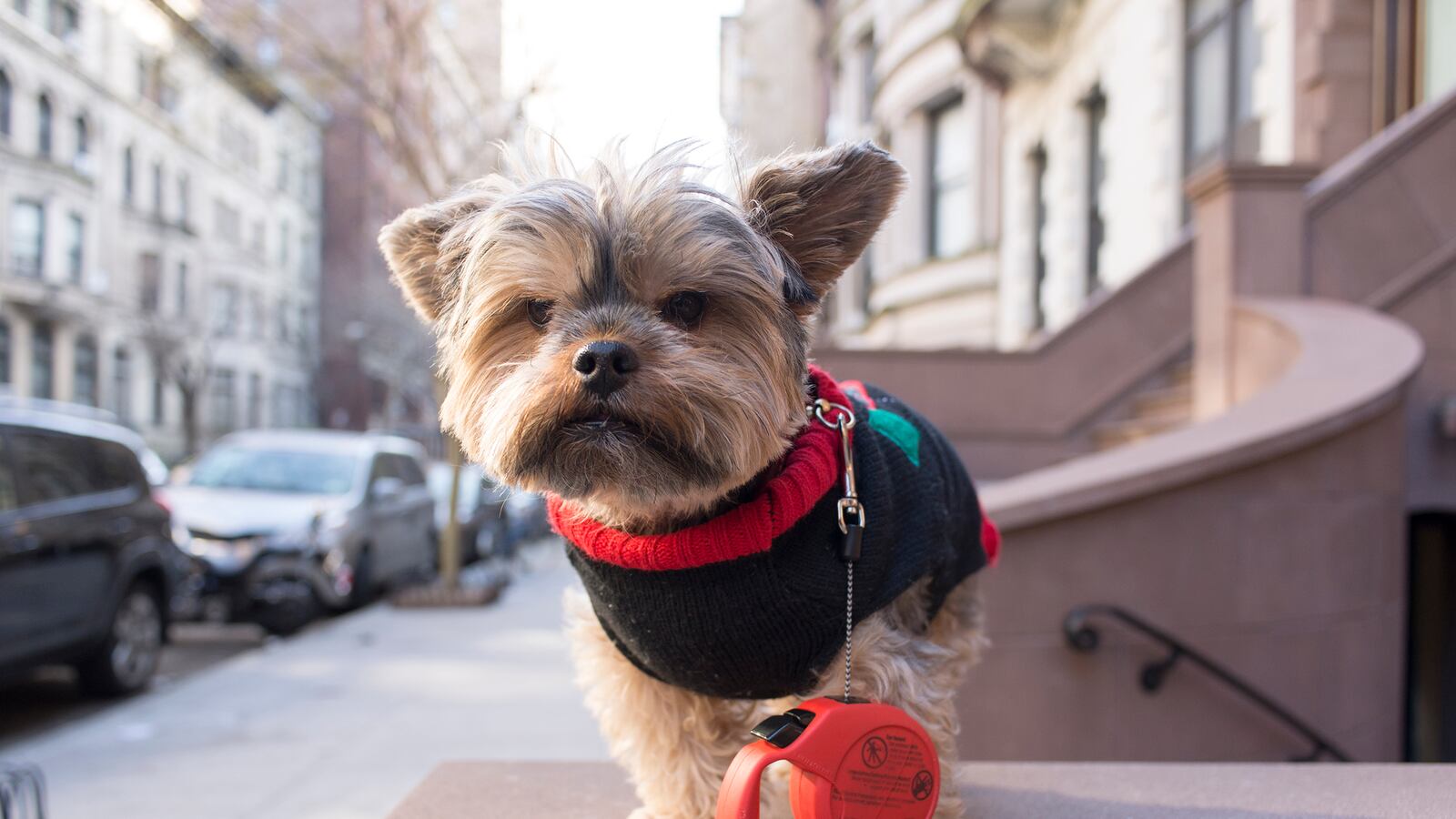galleries/2015/02/22/inside-the-posh-life-of-a-new-york-yorkie-photos/150220-bear-dog-01_vhkxqe
