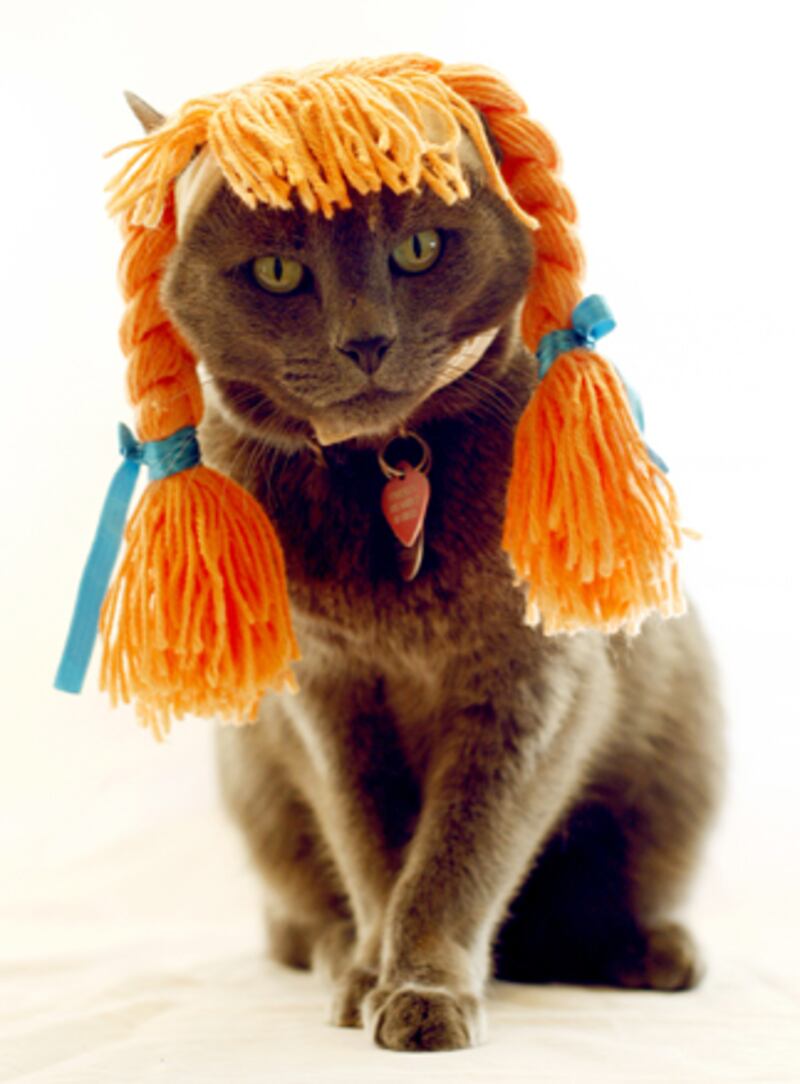 galleries/2010/10/28/cats-in-costume/cats-in-costume-13_hdwuxe