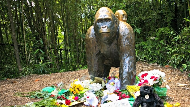 cheats/2016/06/01/no-criminal-charges-in-cincinnati-gorilla-case/160601-gorilla-charges-cheat_dxdogn