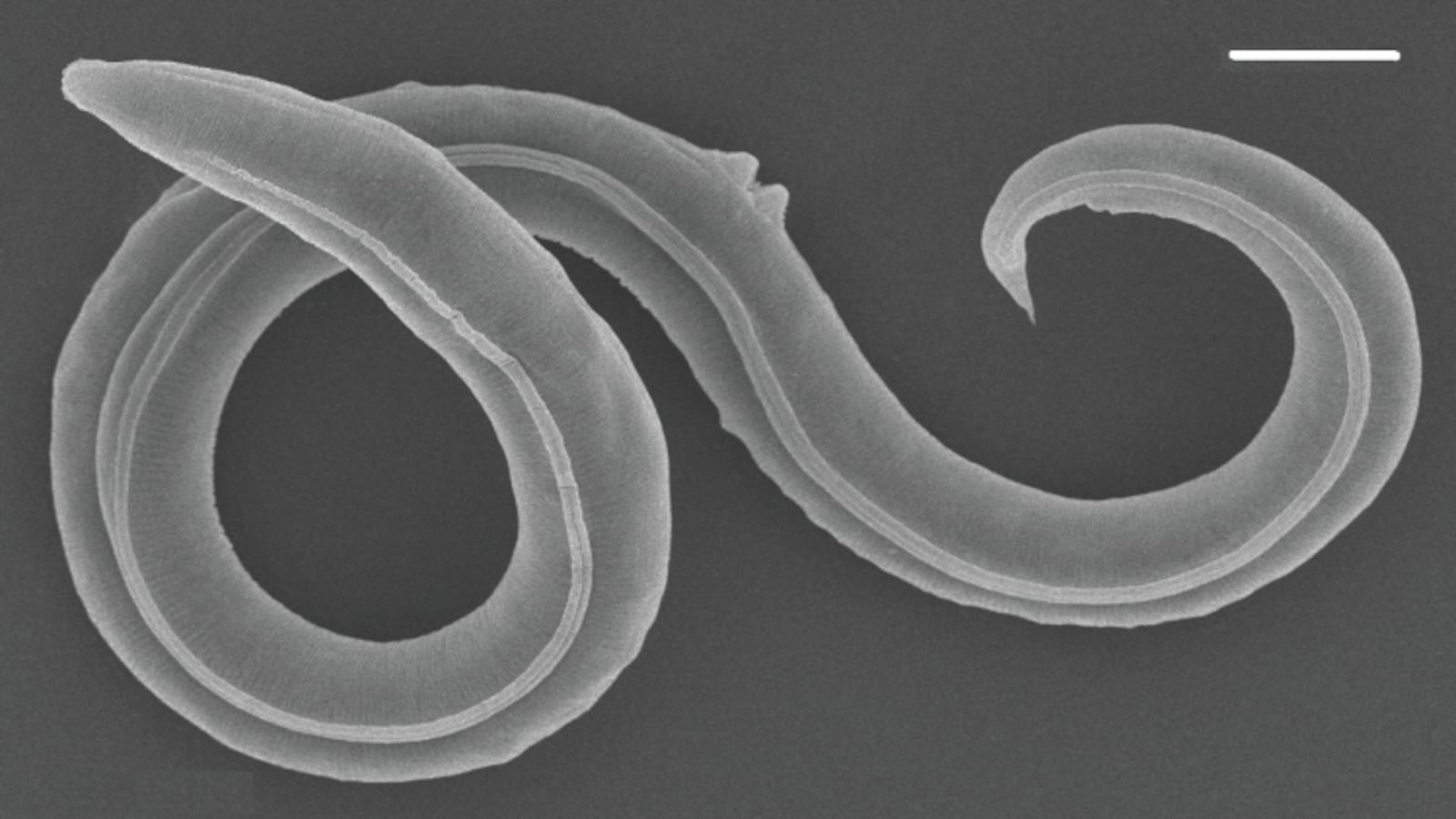 A centuries-old microscopic nematode rescued from the Siberian permafrost.