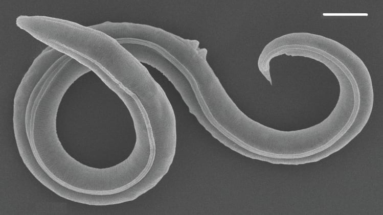 A centuries-old microscopic nematode rescued from the Siberian permafrost.