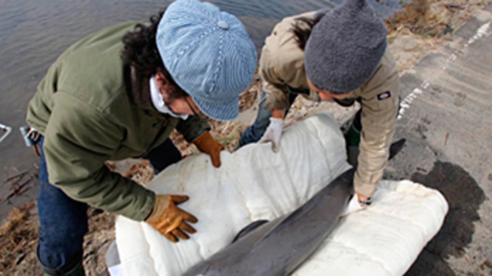 cheats/2011/03/24/baby-porpoise-rescued-in-japan/baby-porpoise-rescued-in-japan_jdy4c2