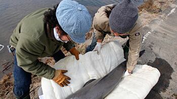 cheats/2011/03/24/baby-porpoise-rescued-in-japan/baby-porpoise-rescued-in-japan_jdy4c2