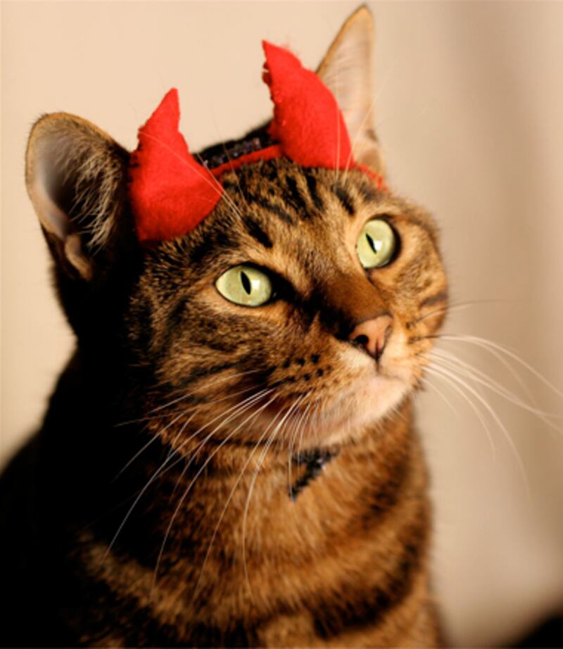 galleries/2010/10/28/cats-in-costume/cats-in-costume-4_a2dflz