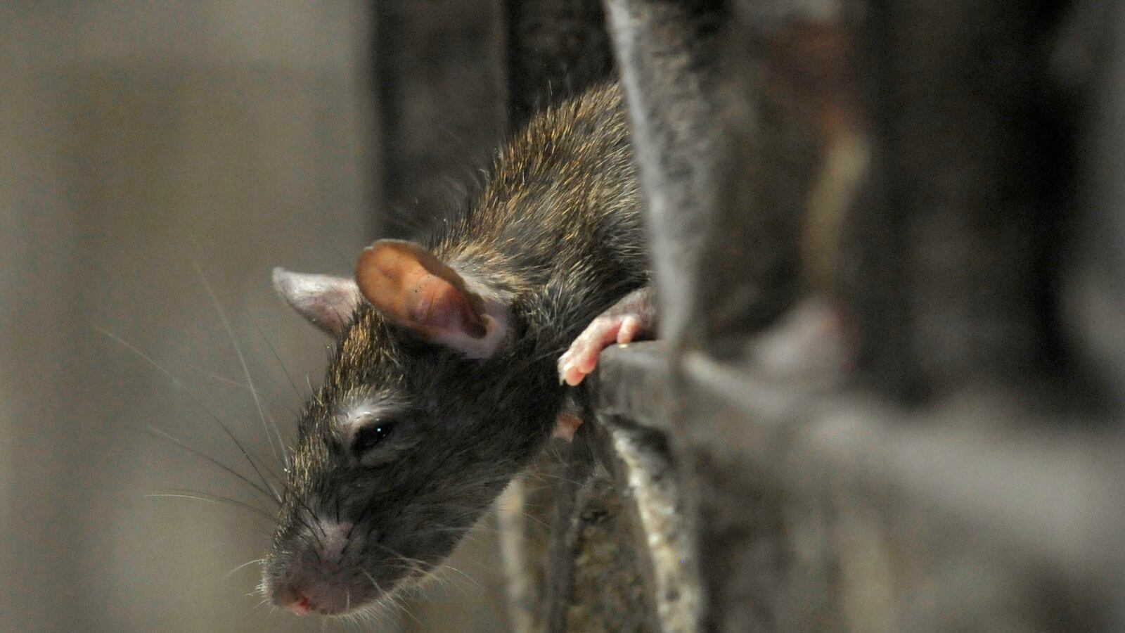 cheats/2014/01/23/ghost-rat-ship-threatens-u-k/140123-rat-ship-cheat_rgltjh