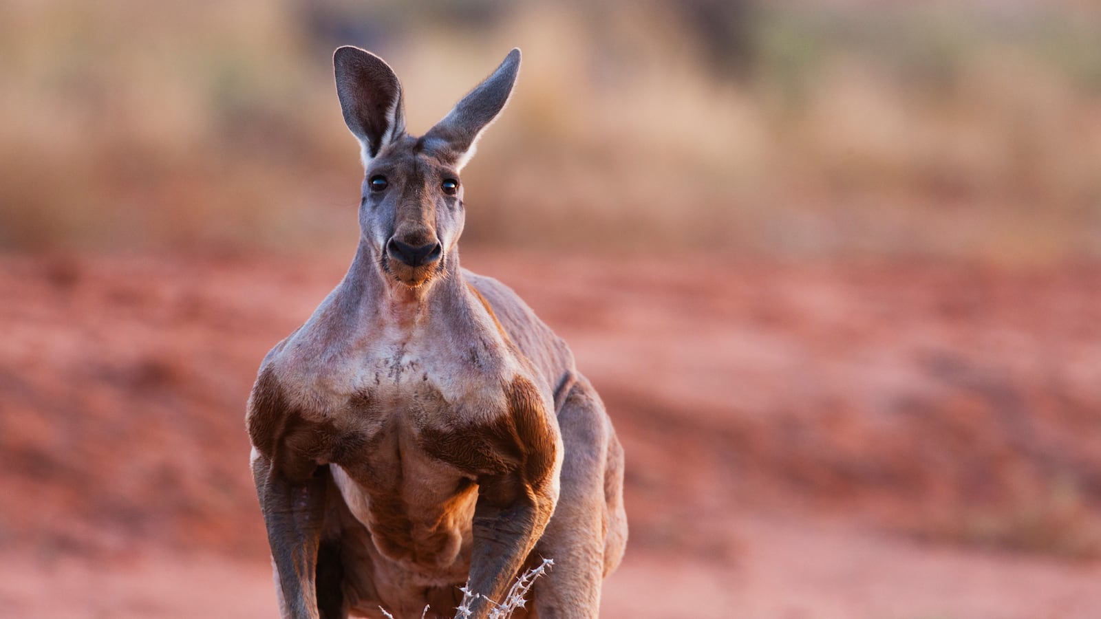 A dominant male red kangaroo,(Macropus rufus) , close-up,portrait, Sturt Stony Desert, Australia
