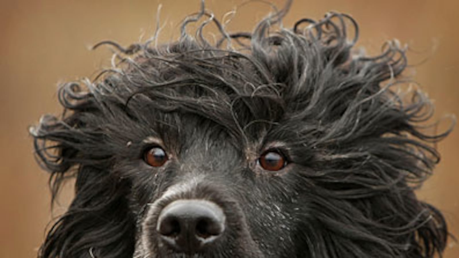 cheats/2009/04/11/obama-dog-arrives-tuesday/portuguese-water-dog-obama_kjcclq