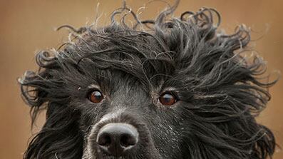 cheats/2009/04/11/obama-dog-arrives-tuesday/portuguese-water-dog-obama_kjcclq