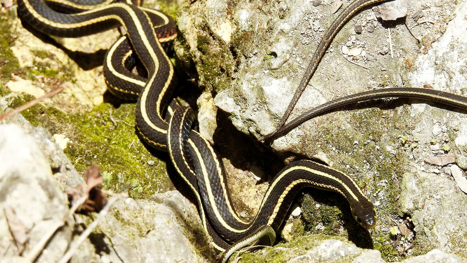 190621-bain-snake-tease_mee77p